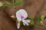 Creeping lespedeza